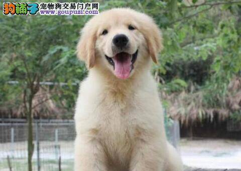 金毛犬的选购应该学习哪些基本常识