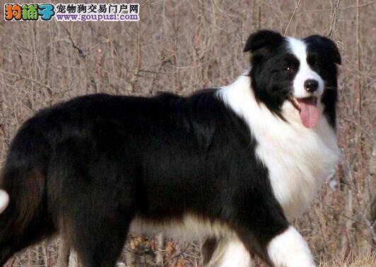 训练有妙招 三个方法让边境牧羊犬优秀成长