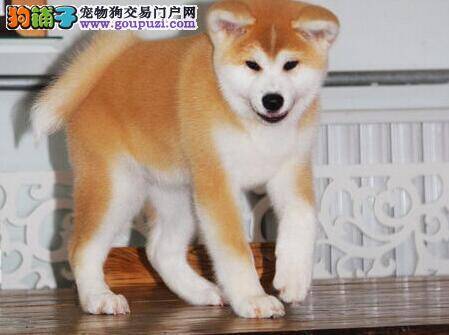 如何让新生的秋田犬成为最健康的狗狗
