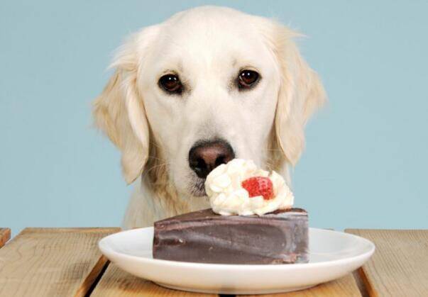 主人要记住，千万不能给狗狗吃这四种常见食物