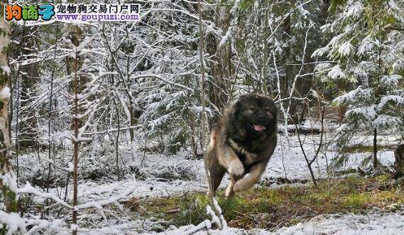 宠物小医生 治疗高加索犬传染性肝炎的注意事项