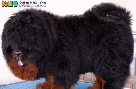 藏獒拉稀便带血是什么问题