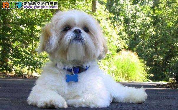 西施呕吐怎么办 解决西施犬呕吐的方法