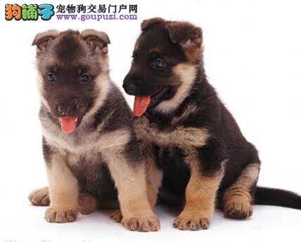 辨别病症 如何处理狼狗患上的各种皮肤病