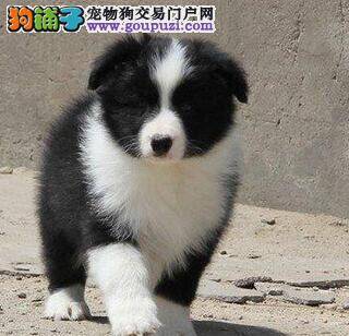 边境牧羊犬初到新家拉稀呕吐如何是好