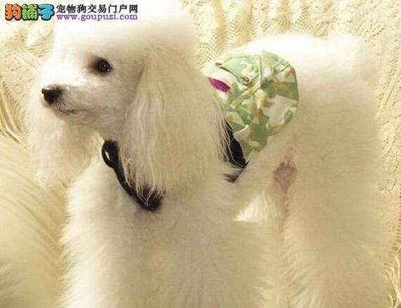 参赛犬详情 优秀贵宾犬详细品种档案