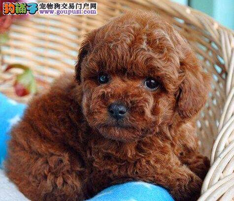 贵宾犬什么时候可以打疫苗，多久一次
