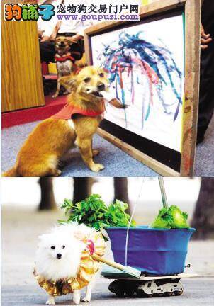 流浪狗成了艺术家，作画一幅卖两千