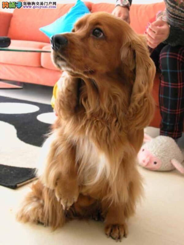 购买可卡犬的时候你可以这样做