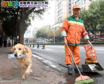 金毛犬寸步不离跟随主人帮助主人捡瓶子