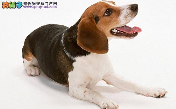 怎样护理米格鲁比格犬牙齿健康