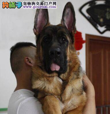 德国牧羊犬拉血是急性肠胃如何治疗