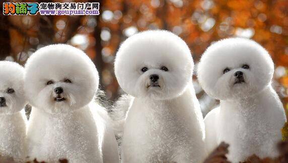 护理方案之如何让老年的比熊犬安享晚年