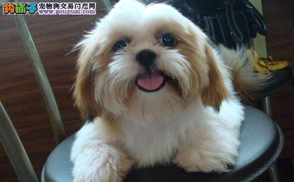 三种训练改善西施犬的行为，让西施犬变乖乖