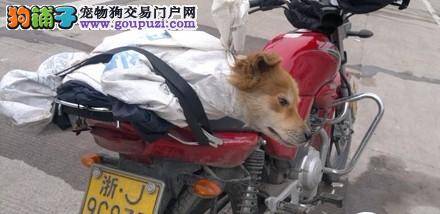 狗狗为了跟着主人打拼，宁愿摩托车后座上受冻