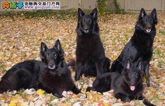 养狗首日应注意 第一次饲养比利时牧羊犬要如何做