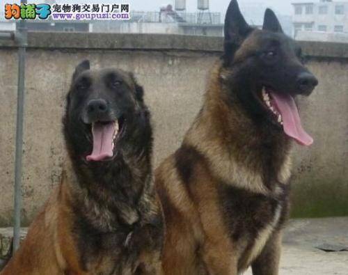 培养马犬看家护院的本领，快速成为生活好帮手