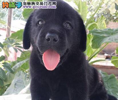 拉布拉多犬的四个缺点你能接受吗