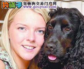 主人昏睡在马路中间，可卡犬阻拦车辆保护主人