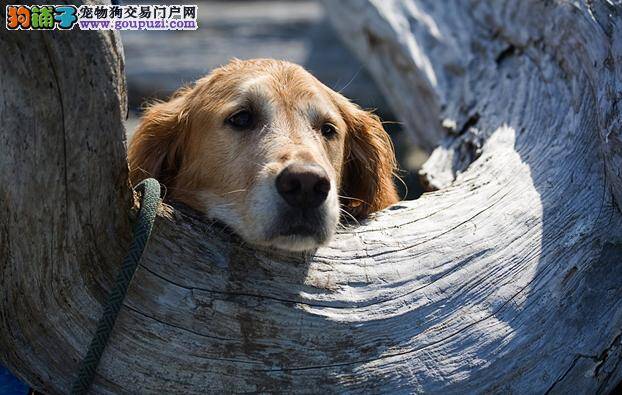 挑选拉布拉多犬时一定要检查的地方