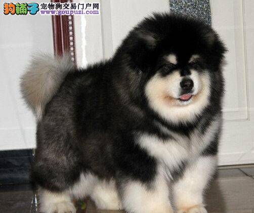 阿拉斯加犬最近不吃不喝，没精神求医治