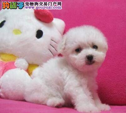 比熊犬呕吐，精神不好是怎么了