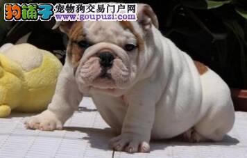 怎样让斗牛犬安心当妈妈