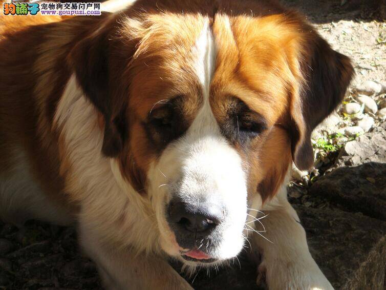 如何正确给圣伯纳犬进行全面的补钙