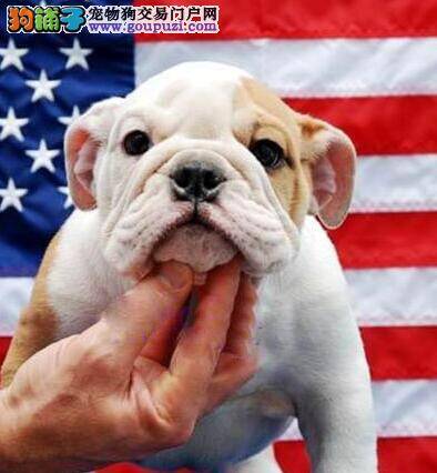 斗牛犬腿不敢落地是不是肌肉拉伤