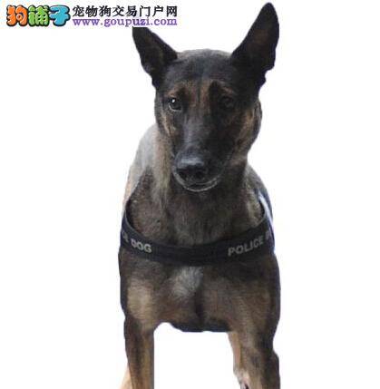 警犬“飞狮”战绩显赫 与伙伴们共查获百余斤毒品