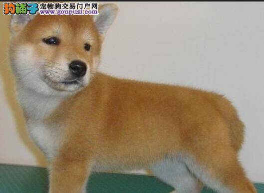 炽日当头 怎样让秋田犬度过炎热考验