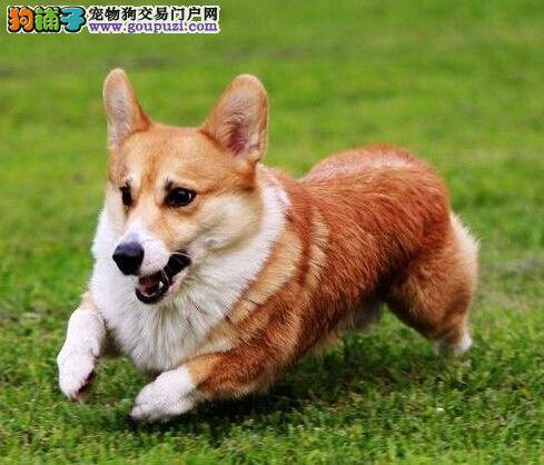 打造清新小萌犬 两招轻松清理柯基犬的耳朵