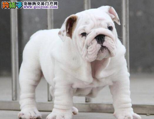 斗牛犬皮肤有点痒是什么皮肤病