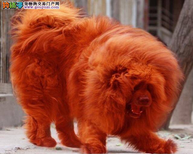 饲养西藏獒犬 认识特性与生活方式