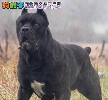 生活小窍门 怎样给卡斯罗犬挑选玩具