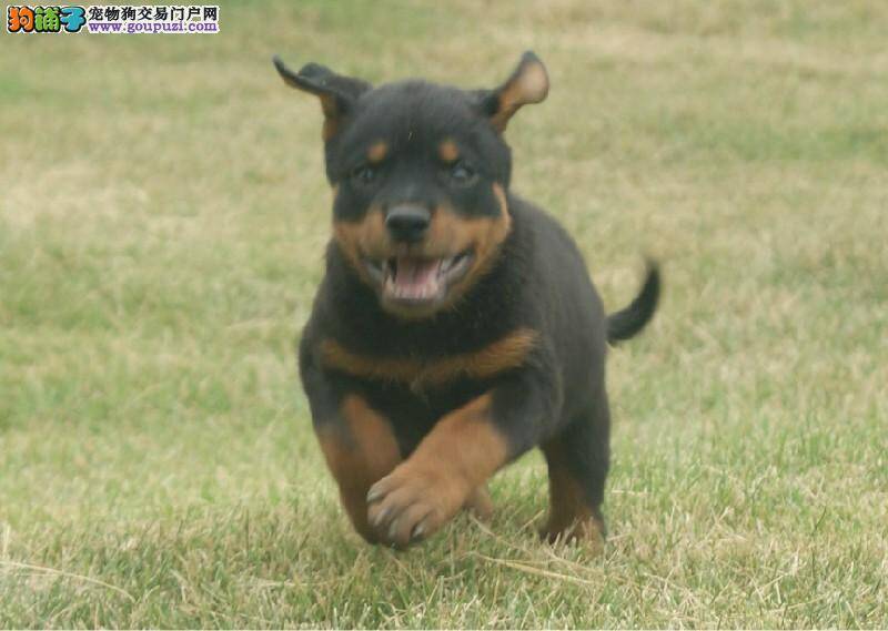 我家杜宾犬不听话应如何教育它乖巧一些