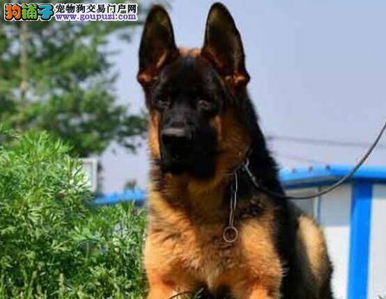 德国牧羊犬最近总流鼻涕，打喷嚏是怎么回事