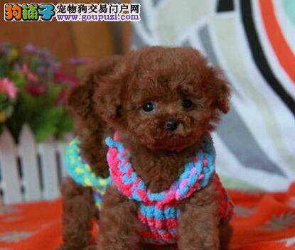 如何购买到真正健康的贵宾犬