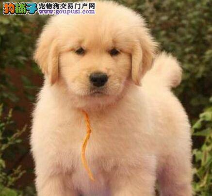 购买金毛犬前要衡量它的FCI标准