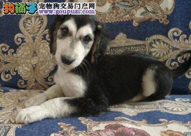 如何饲养年幼的阿富汗猎犬