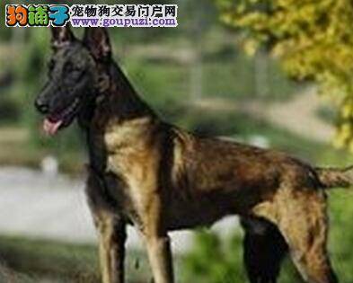 选购小常识 专家告诉你如何选择到称心如意的马犬