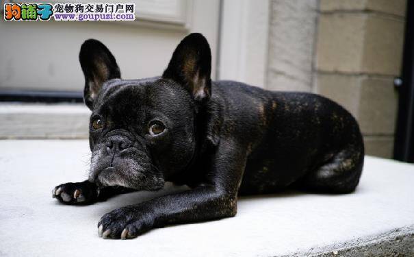 法国斗牛犬凶猛吗 法牛犬的性情