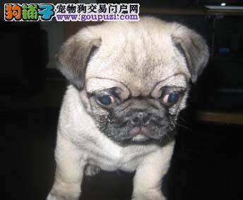 巴哥犬拉白色虫卵可以打疫苗吗