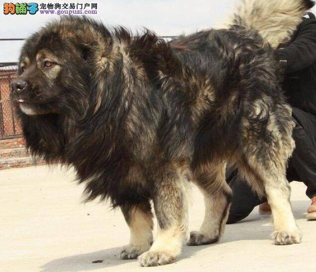世界最大狗俄罗斯高加索犬,也有温柔的一面