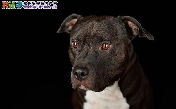 美国斗牛犬生病了家长应该怎么办