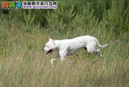 健康与美丽谁更重要？论述杜高犬适合穿衣服么