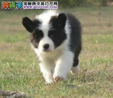 购买边境牧羊犬要“五看”