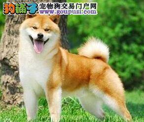 秋田犬体重不稳定的原因和改善的方法