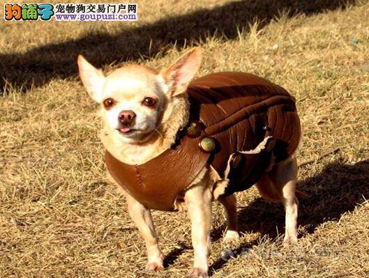 健康养犬指南 饲养吉娃娃要遵守的十项基本原则