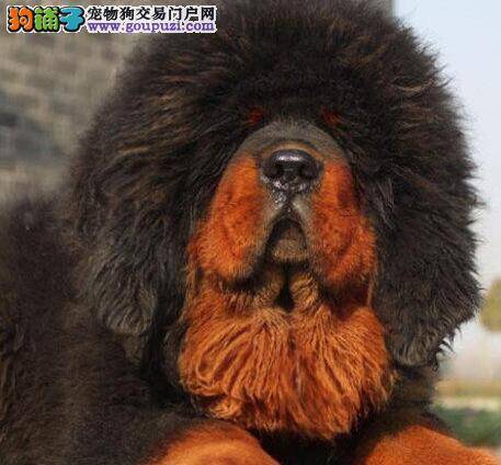 藏獒后腿外侧长硬包是什么毛病